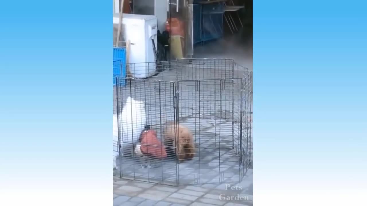 Compilação de Animais Bonitos e Animais Engraçados #112💗