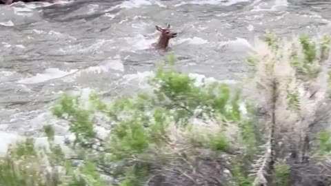 A Baby deer saves himself from the current