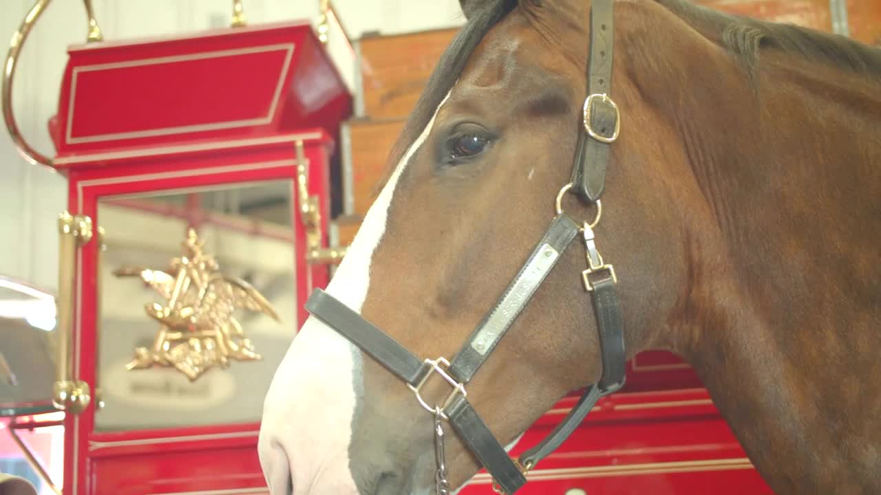 a Budwesier Clydesdale Horse Face