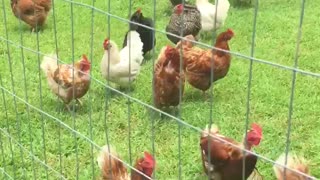 Cute dog and chickens