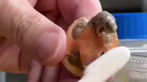 A baby turtle giggled funny