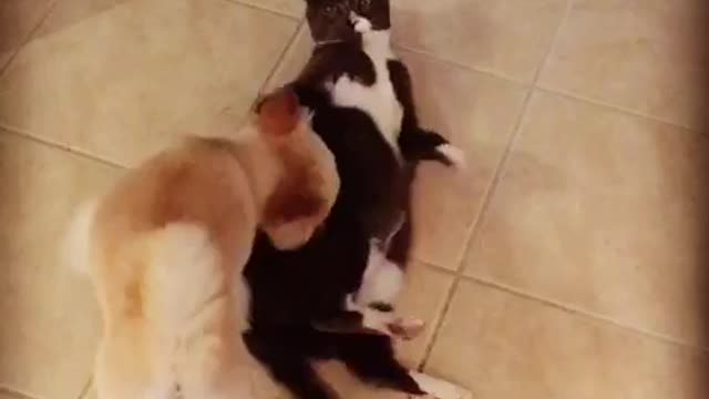 Dog messing with cat