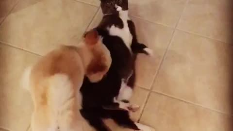 Dog messing with cat