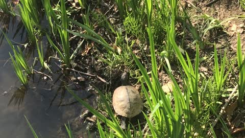 A sunbathing turtle.