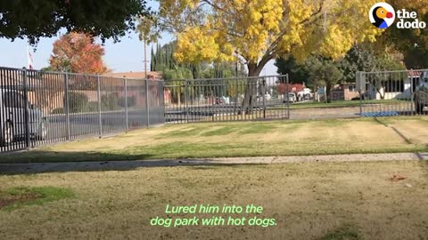 No One Could Catch this Giant Stray Great Pyrenees Until..