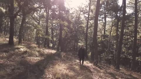 Person walking a dog in the forest