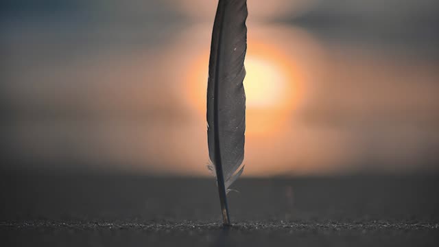 Fred Bouchal - Feather
