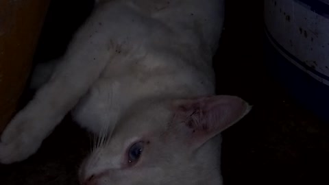 The cat is very tired