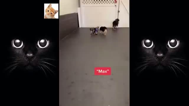 Animals that will make you day better
