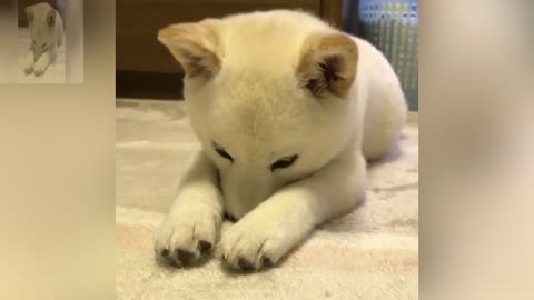 The dog ready to sleep