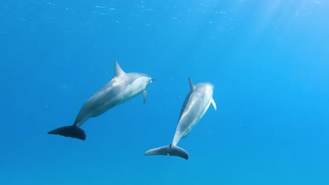 Dolphin fish swimming underwater in herd 4
