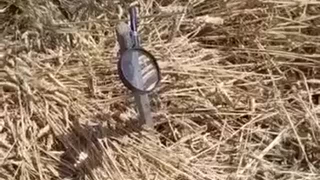 UKRAINE:Farmers using magnifieing glasses and the sun to burn wheat so russians cannot use it.