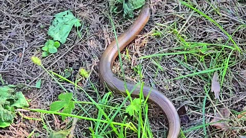 Slow worm in a meadow