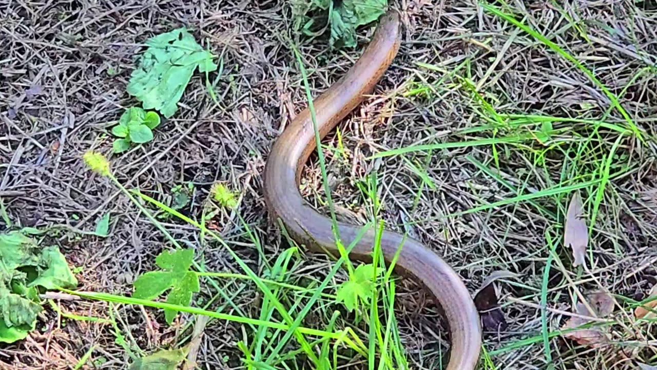 Slow worm in a meadow