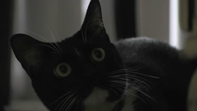 very beautiful cat radiates the camera