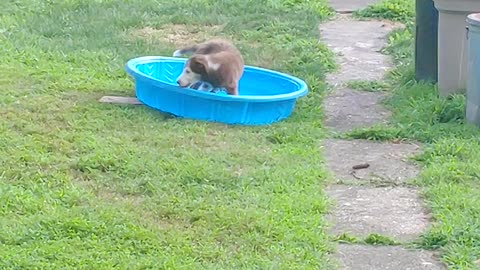 Puppy in a Pool