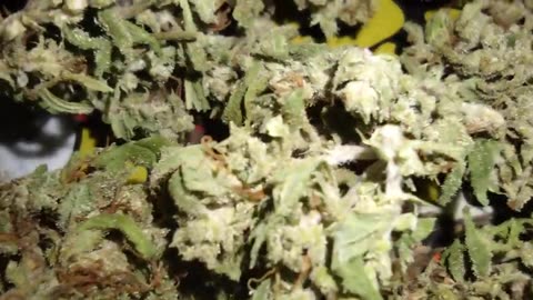 original forbidden fruit