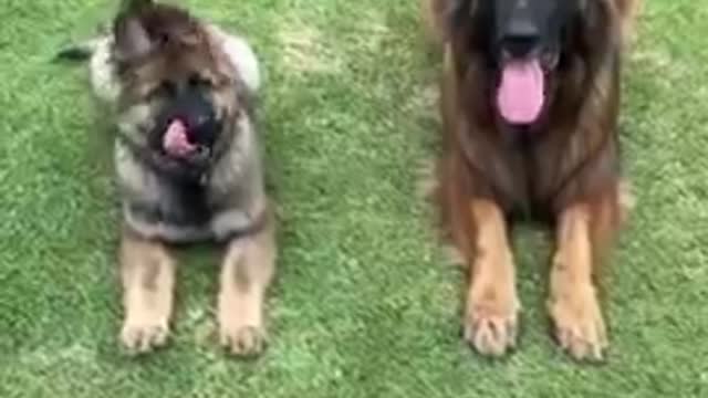 Massive Newfoundland Thinks He's A Tiny Lap Dog