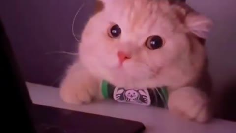 Cute Cat watching Movie