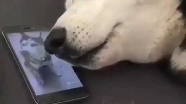 VERY FUNNY DOG REACTION