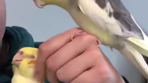 beautiful singing bird