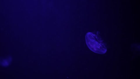 aquarium of jellyfish, fish, seaweed close up