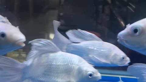 Little white fish have been kept for 3 months