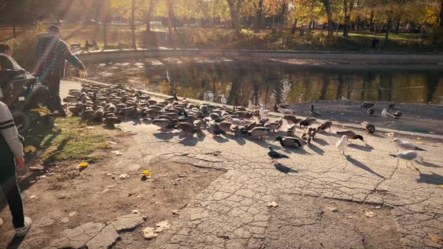 La Fontaine Migratory Birds