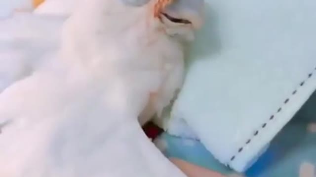 frightened parrot