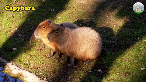 Funny Animal Sounds in 30 Minutes: Swans, Flamingos, Sparrows - Animal Video Wild Melodies kid