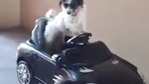 Smart Dog Driving a Car