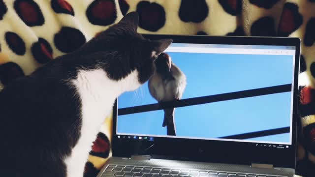 Bird and cat amazing (Animal video)