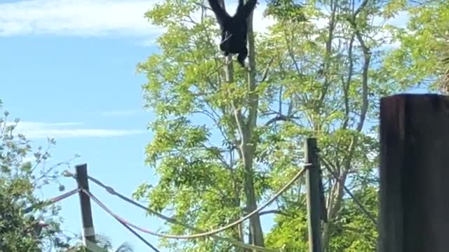 Primates hanging around