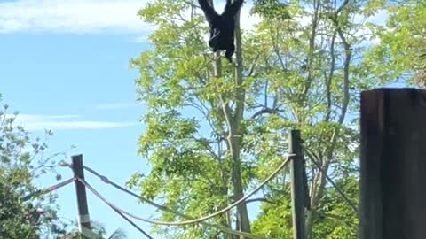 Primates hanging around