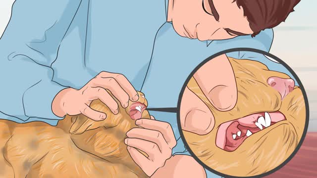 Check out your Cats for Worms (Easy way)