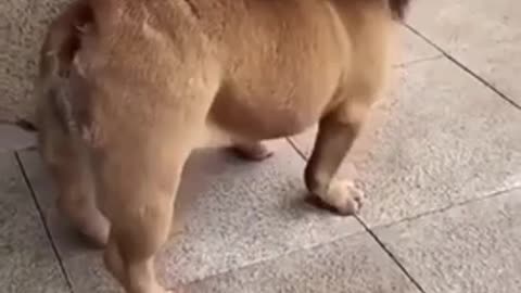 ITS NOT A LION ITS A DOG FUNNY VIDEO😆😆😆