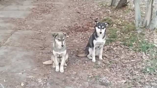 Разные пароды