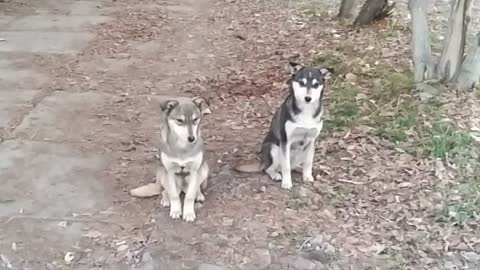 Разные пароды