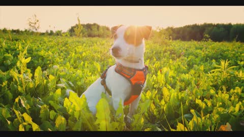 enjoy dog sun #short #shorts