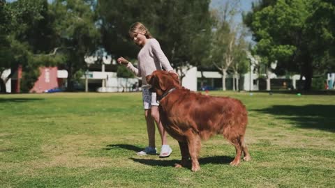 How to Train your Dog / Funny Dogs / Pet Animals