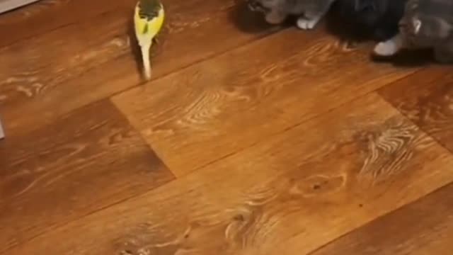 Some kittens pretend to be adults to fall in love with us.