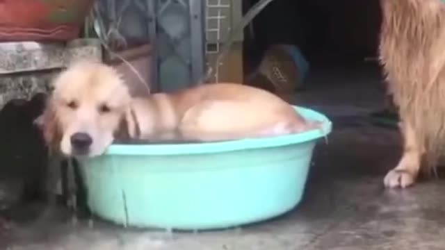 Mira Como Estos perros se bañan entre ellos muy felices