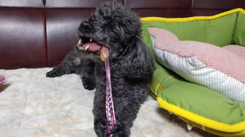 Black poodle is brushing her teeth one her own.