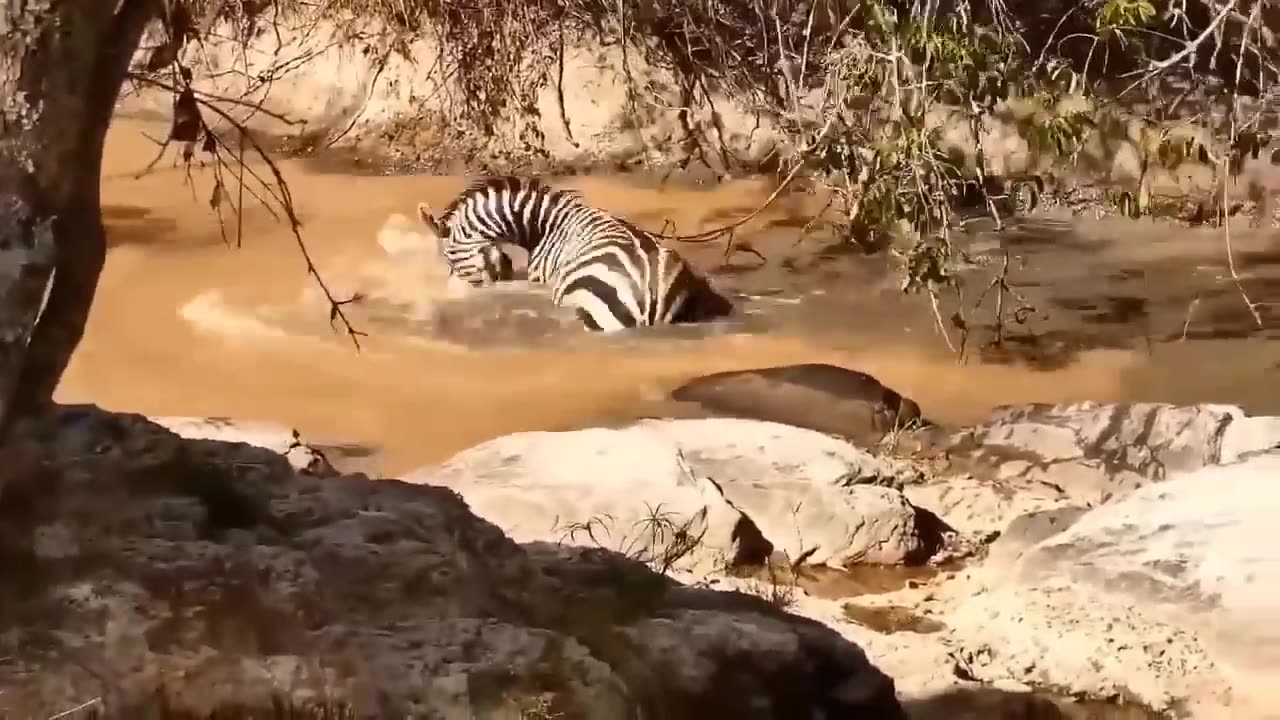 Poor wild horse.Leopard vs lion hunting