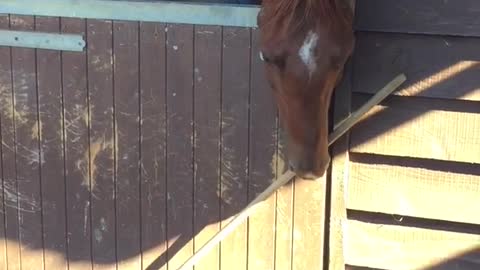 Dog giving horse broom and horse taking it