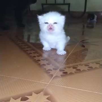 OMG So Cute Cat Video ❤ #cat #shorts