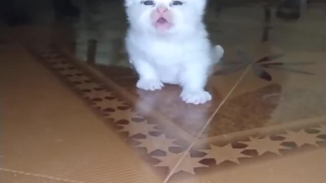 OMG So Cute Cat Video ❤ #cat #shorts