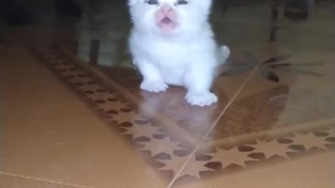OMG So Cute Cat Video ❤ #cat #shorts