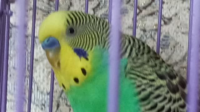 cute parrot