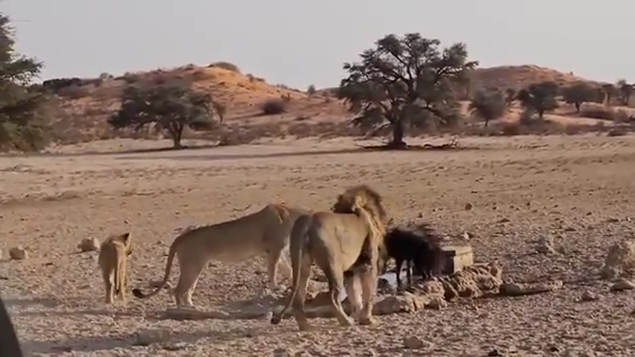 Lion and Hyena encounter🤷‍♀️